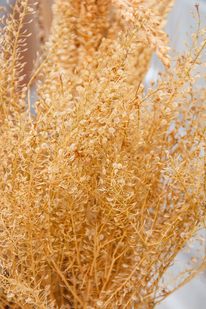 trigo desidratado usado para decoração.