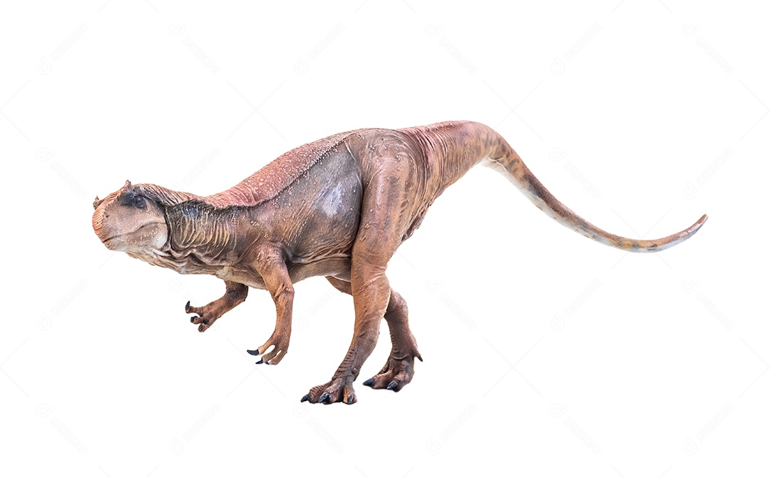 Belo dinossauro sobre fundo isolado