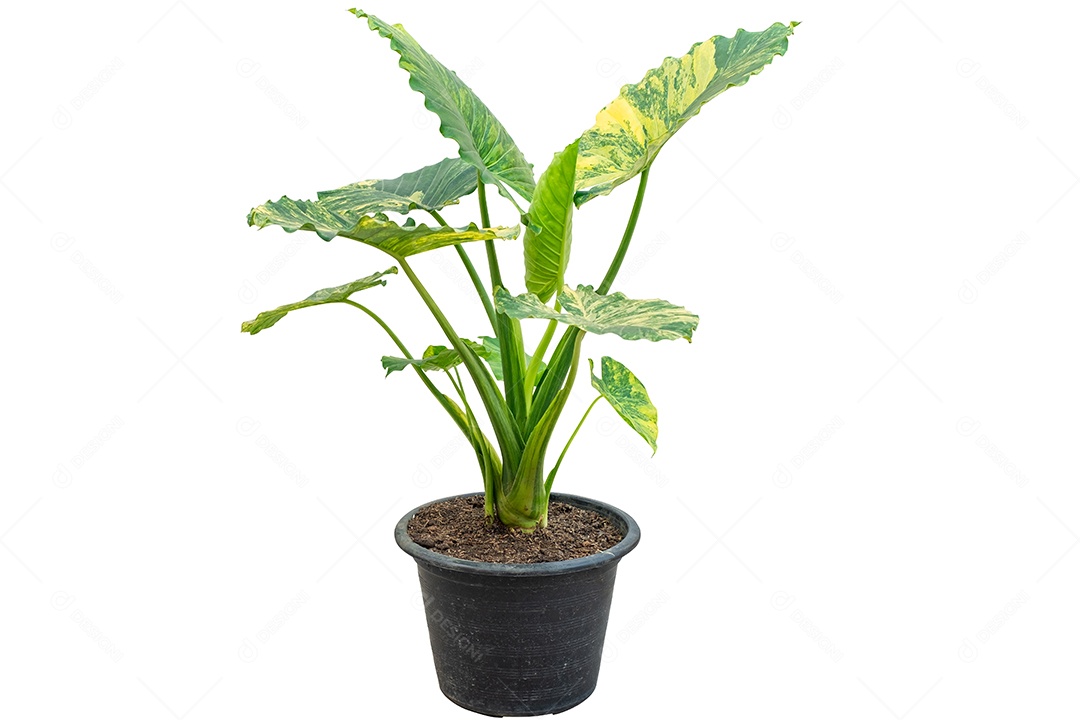 Alocasia macrorrhizos ou Giant Taro ou gigante alocasia é uma espécie de planta tropical