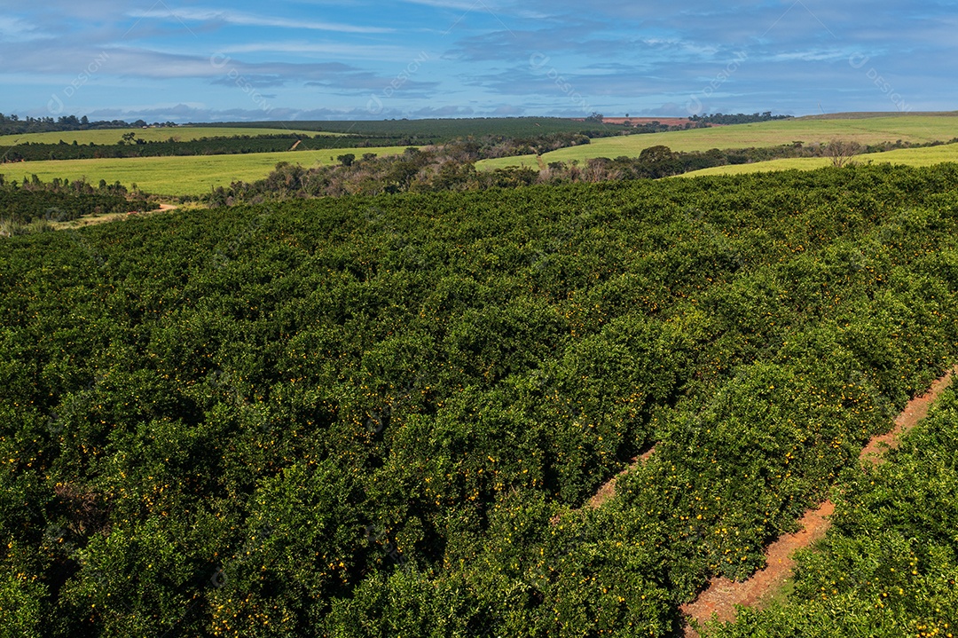 Vista drone da plantação de laranja com céu azul entre nuvens.