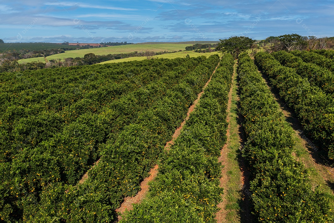 Vista drone da plantação de laranja com céu azul entre nuvens.