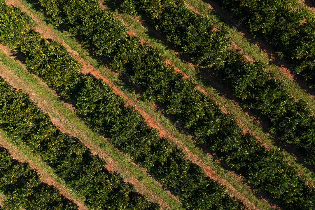 Vista drone da plantação de laranja com céu azul entre nuvens.