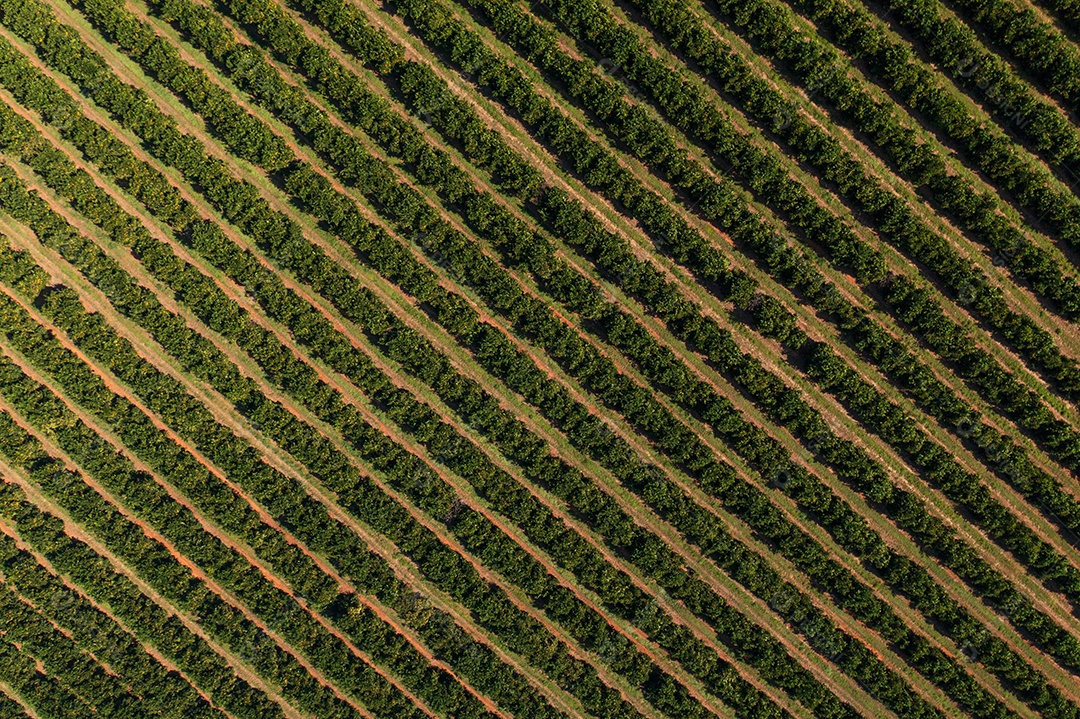 Vista de cima dos corredores da plantação de laranja