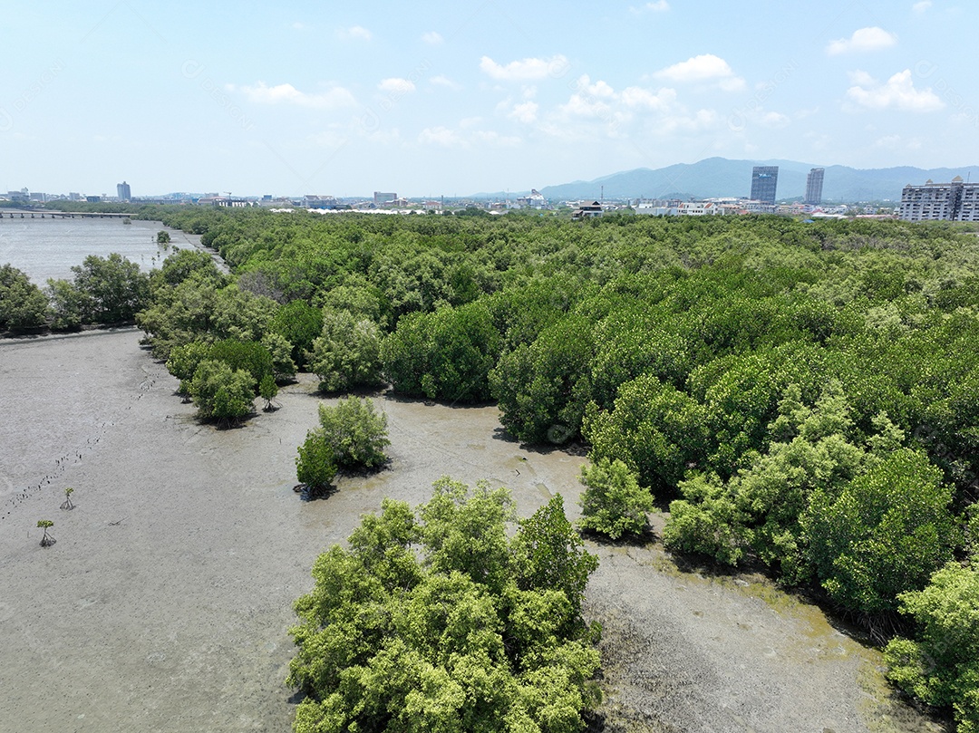 Florestas de manguezais verdes capturam dióxido de carbono