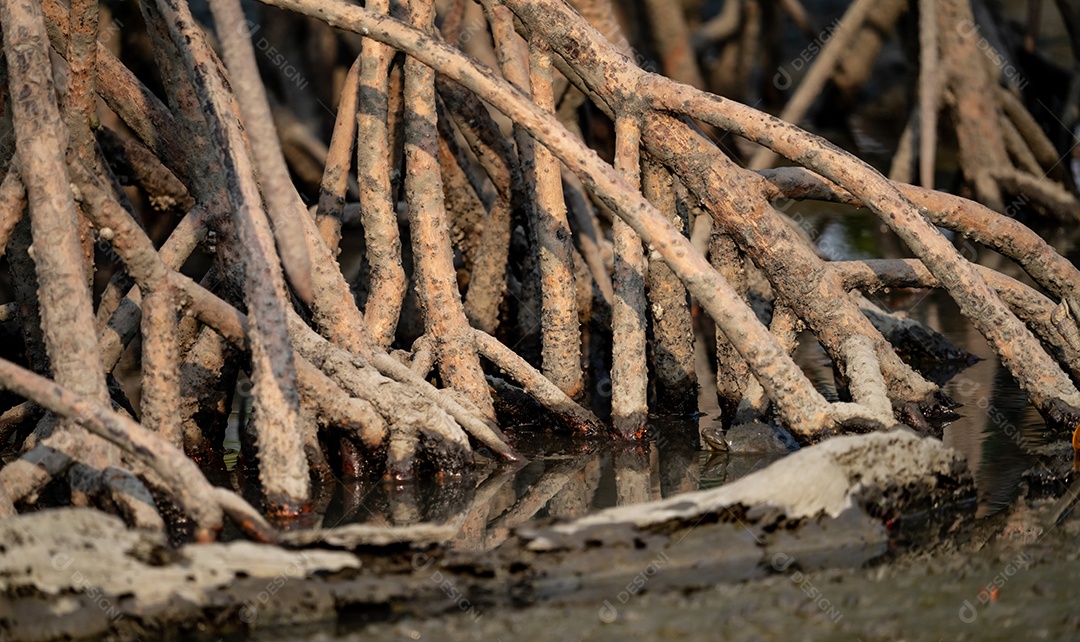 Closeup de pernas de pau ou raízes de suporte de árvore de mangue na floresta de mangue