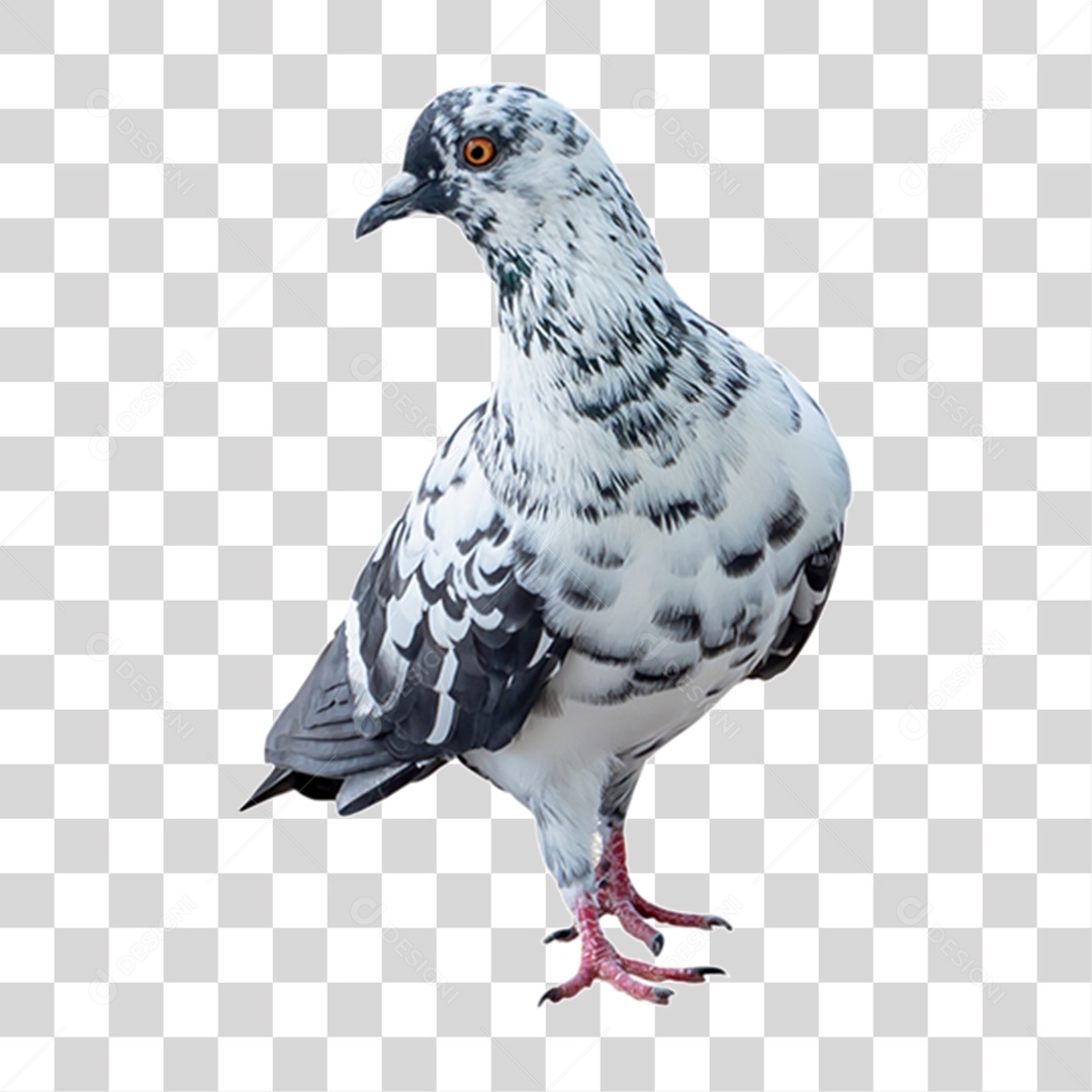 Pombo Azul PNG Transparente