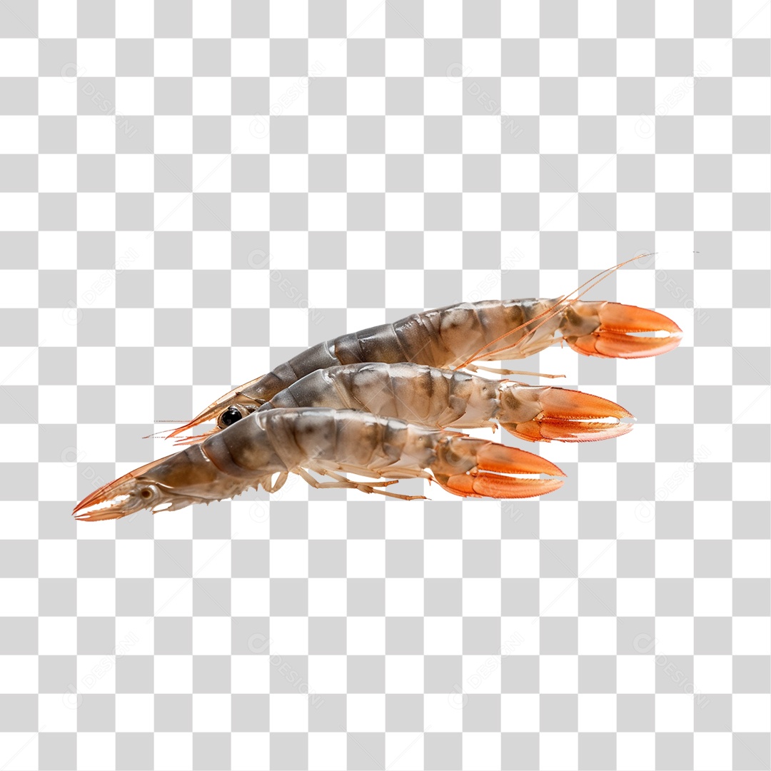 Camarão PNG Transparente