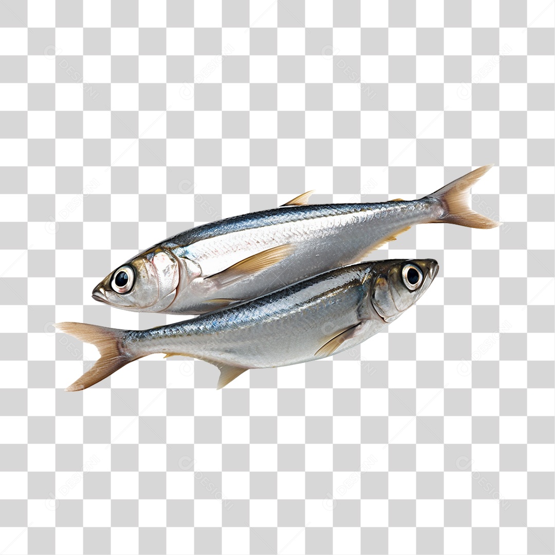 Peixes PNG Transparente