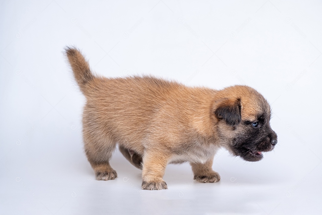 Recém-nascido fofo de cachorrinho isolado em fundo branco