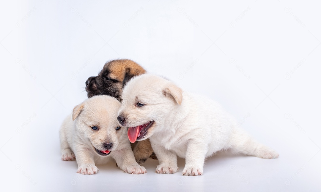 Recém-nascido bonito de cachorrinho isolado em fundo branco