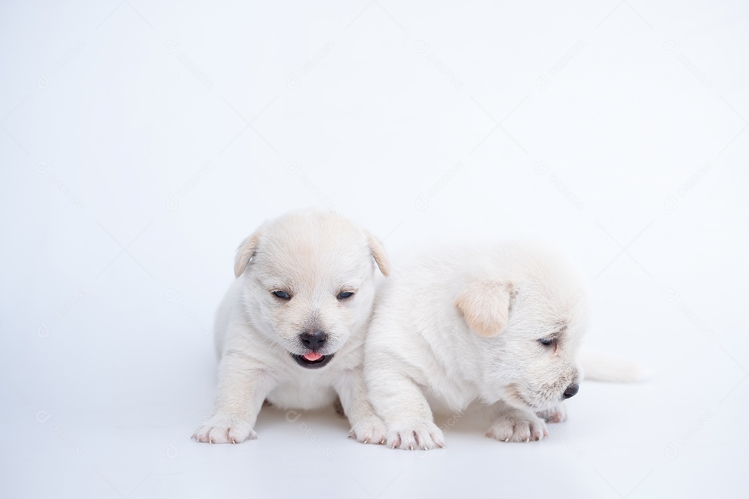 Recém-nascido bonito de cachorrinho isolado em fundo branco