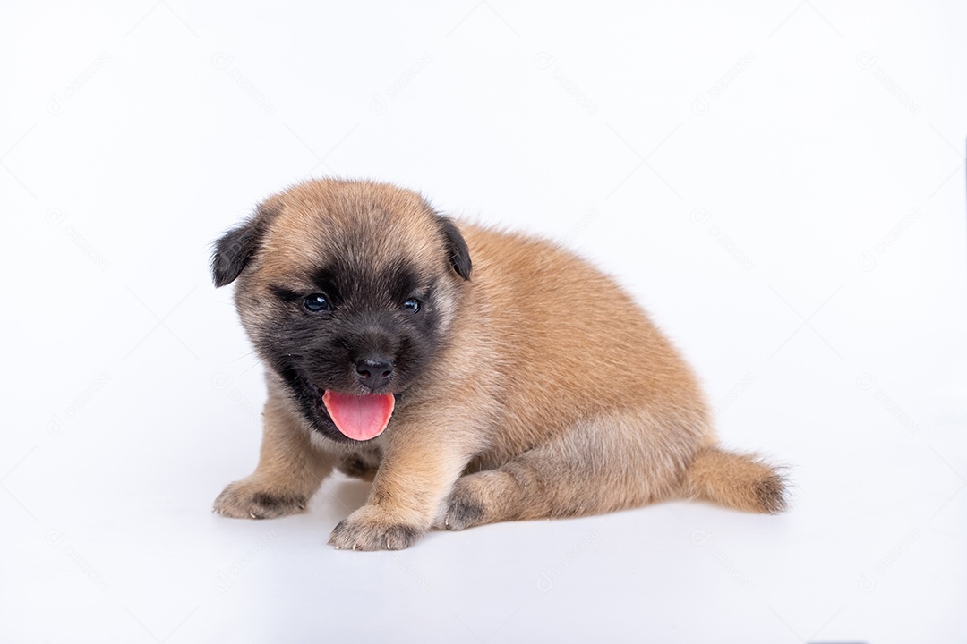 Recém-nascido fofo de cachorrinho isolado em fundo branco