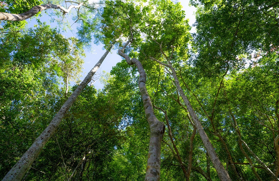 Vista inferior do tronco da árvore para folhas verdes da árvore na floresta tropical com luz solar