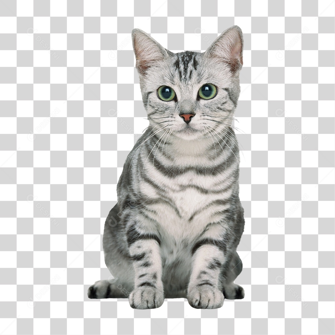 Gato de Pelo Curto Americano PNG Transparente