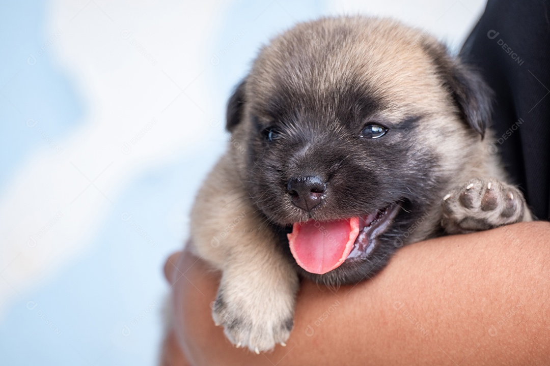 Menina de camisa preta segurando um cachorrinho marrom