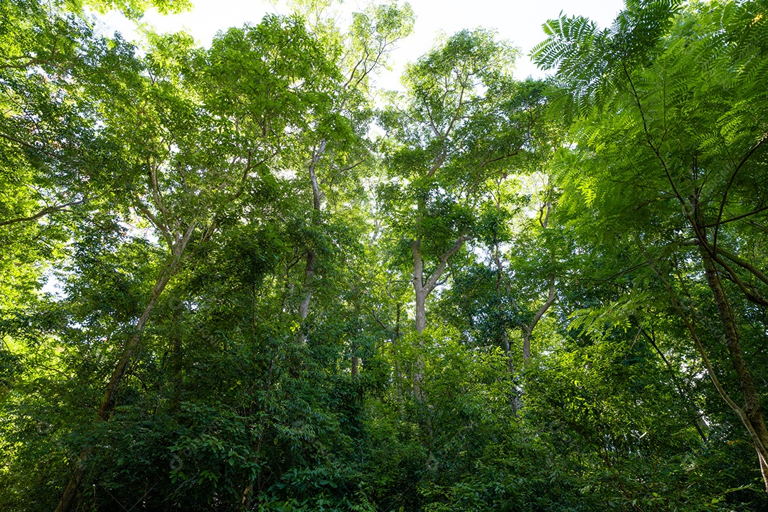 Vista inferior do tronco da árvore para folhas verdes da árvore na floresta tropical com luz solar