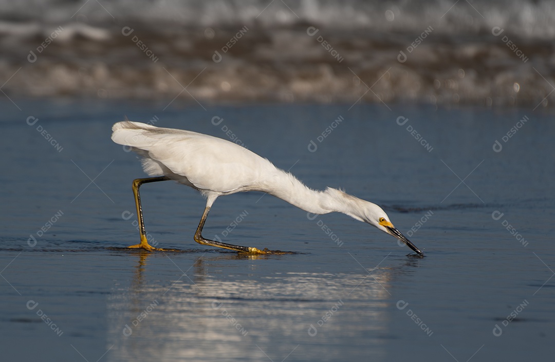 Garça-branca caçando peixes na areia da praia