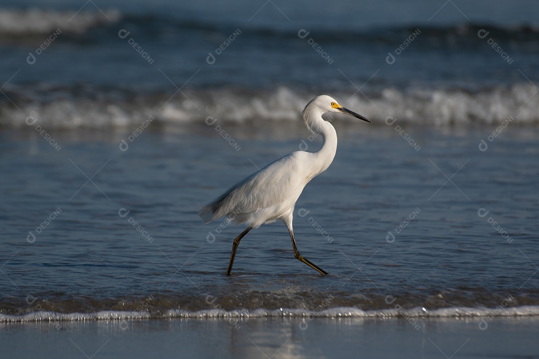 Garça-branca caçando peixes na areia da praia