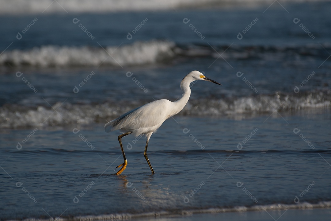 Garça-branca caçando peixes na areia da praia