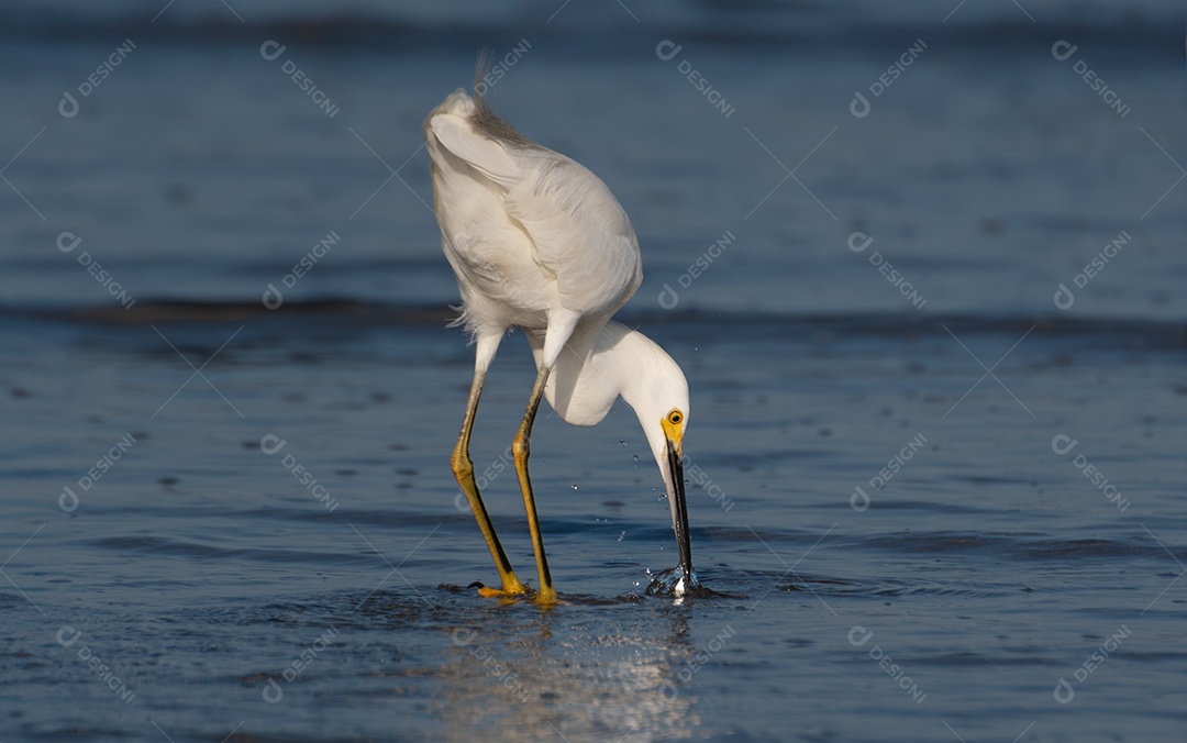 Garça-branca caçando peixes na areia da praia