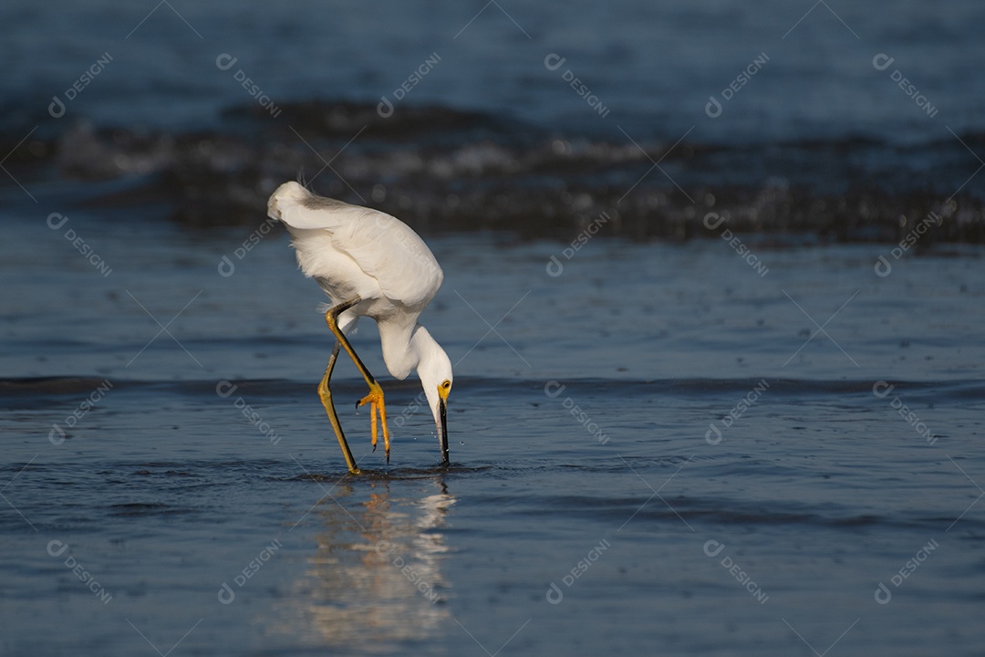 Garça-branca caçando peixes na areia da praia