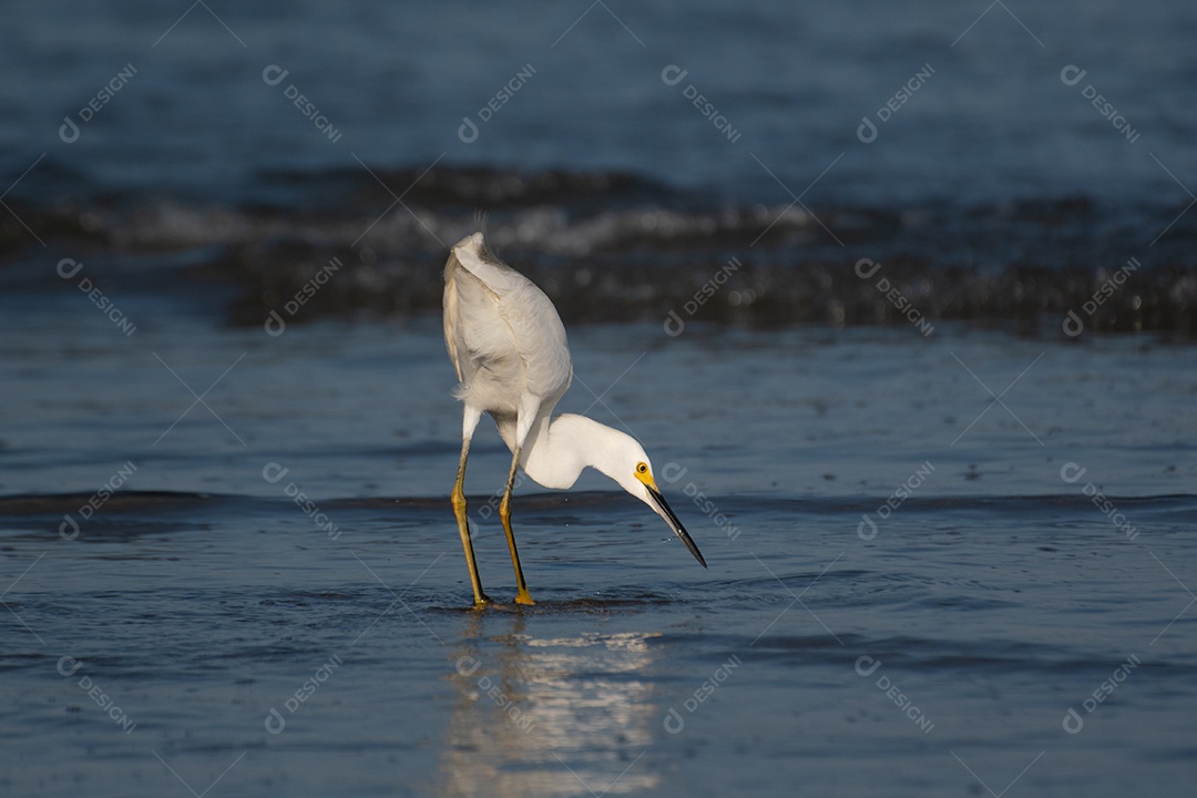 Garça-branca caçando peixes na areia da praia