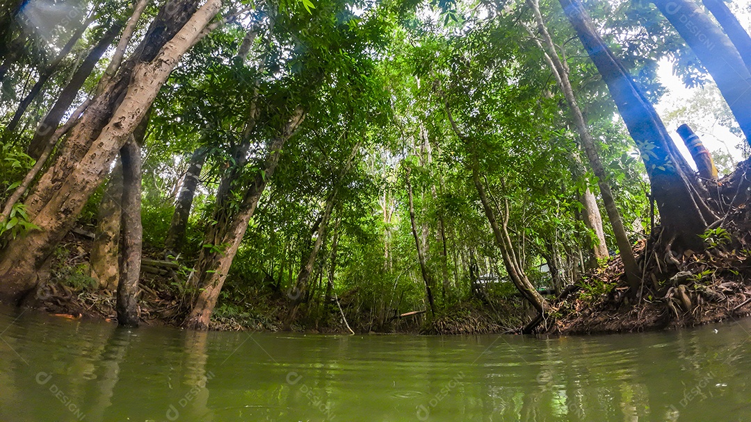 Córrego de superfície de água e floresta