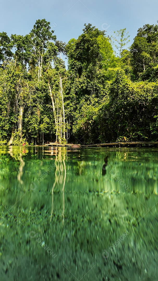 Córrego de superfície de água e floresta
