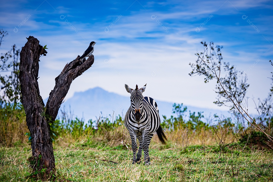 Paisagem de savana com uma zebra andando