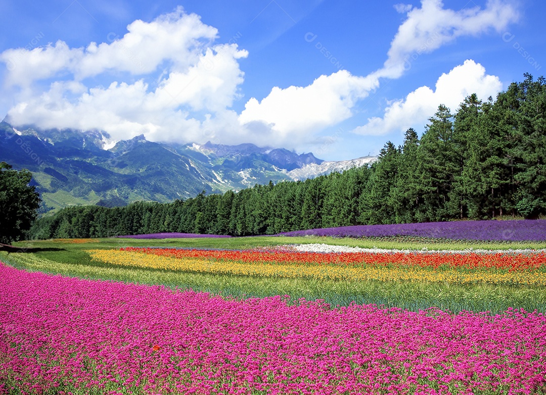 Paisagem flores e montanhas