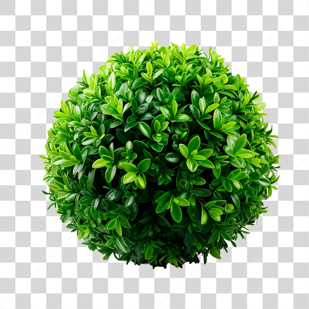 Arbusto de Plantas PNG Transparente