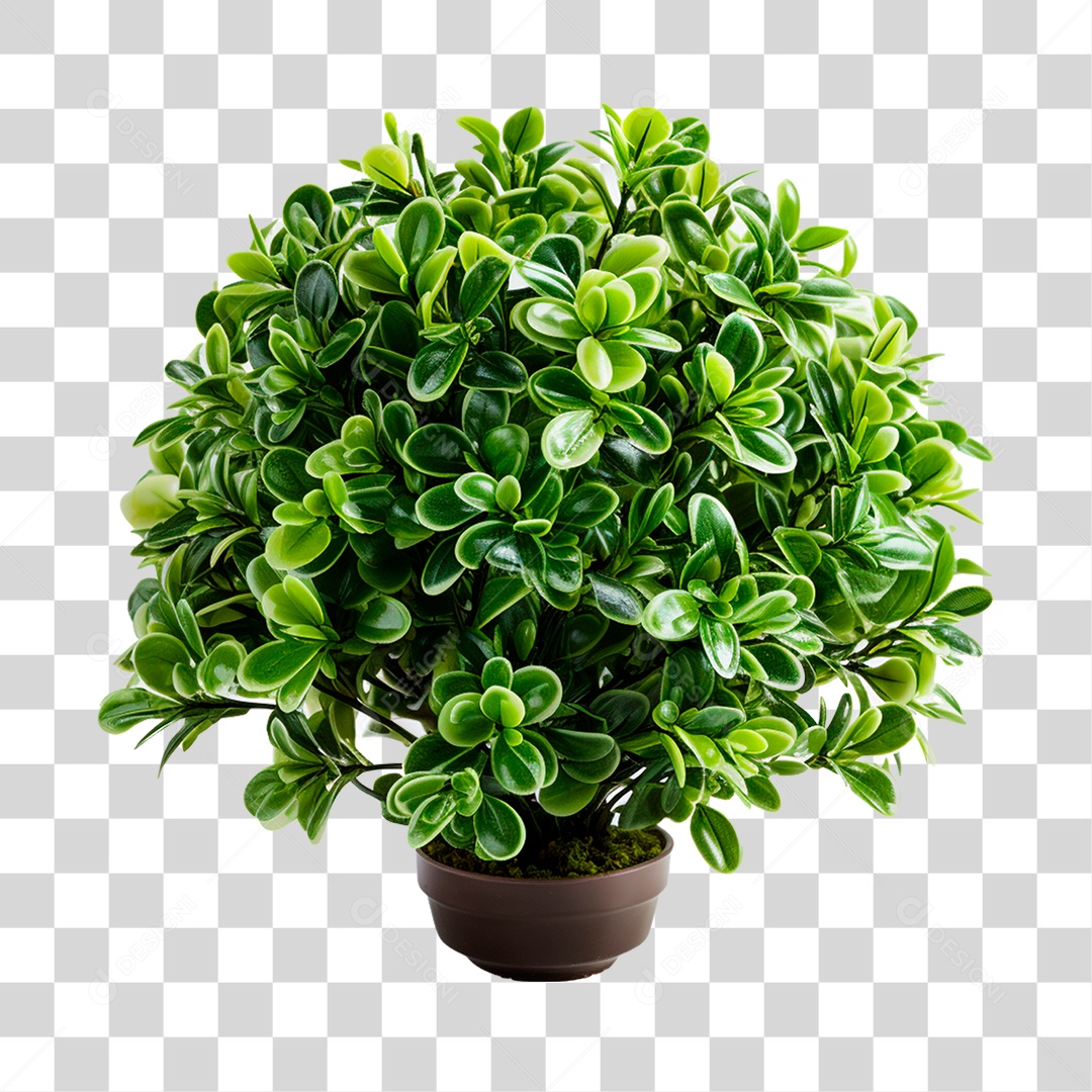 Arbusto de Plantas PNG Transparente