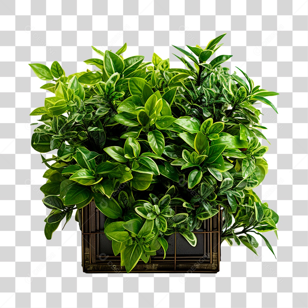 Arbusto de Plantas PNG Transparente