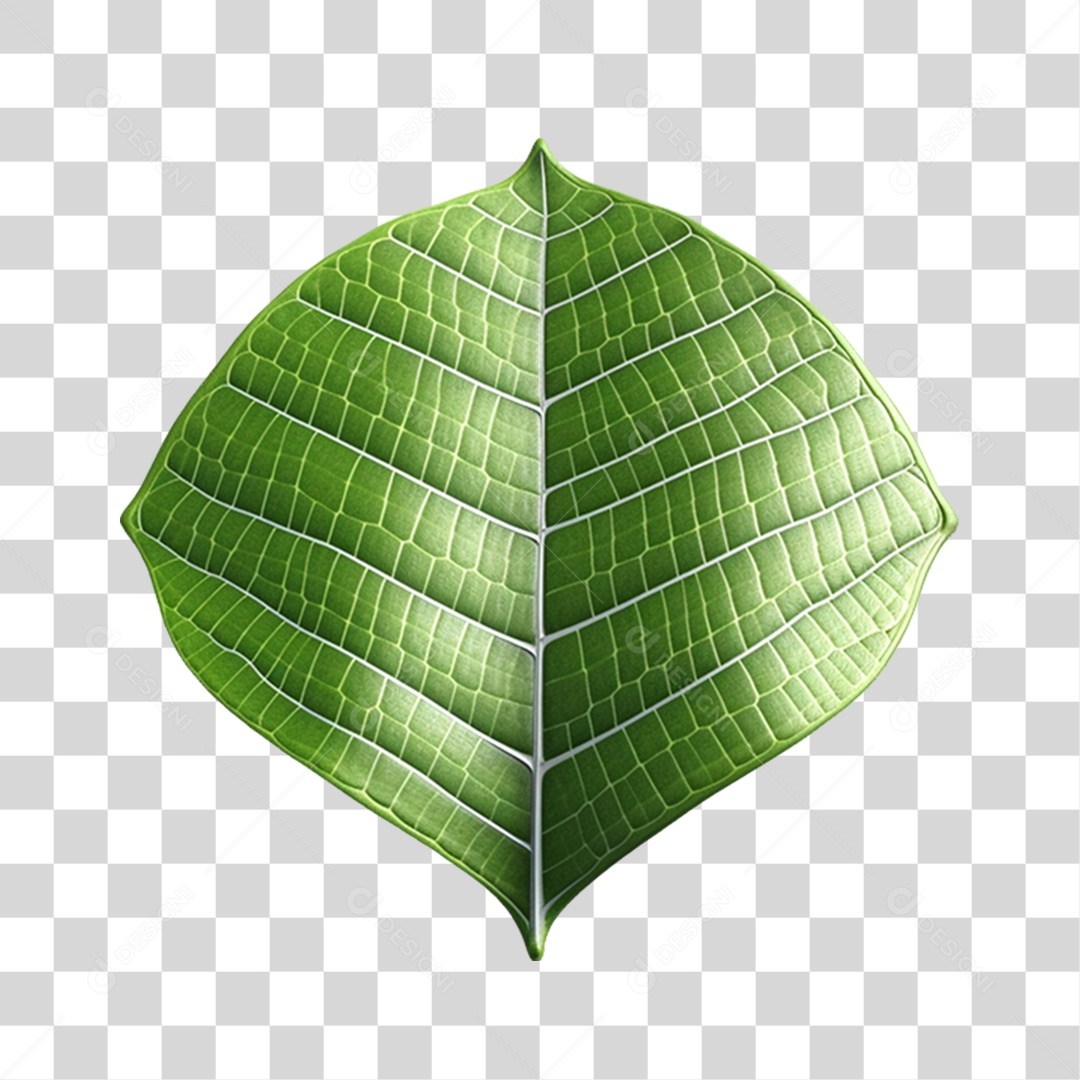 Folha Verde PNG Transparente