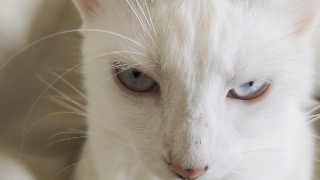 Gato branco doméstico com olhos azuis claros vista de perto