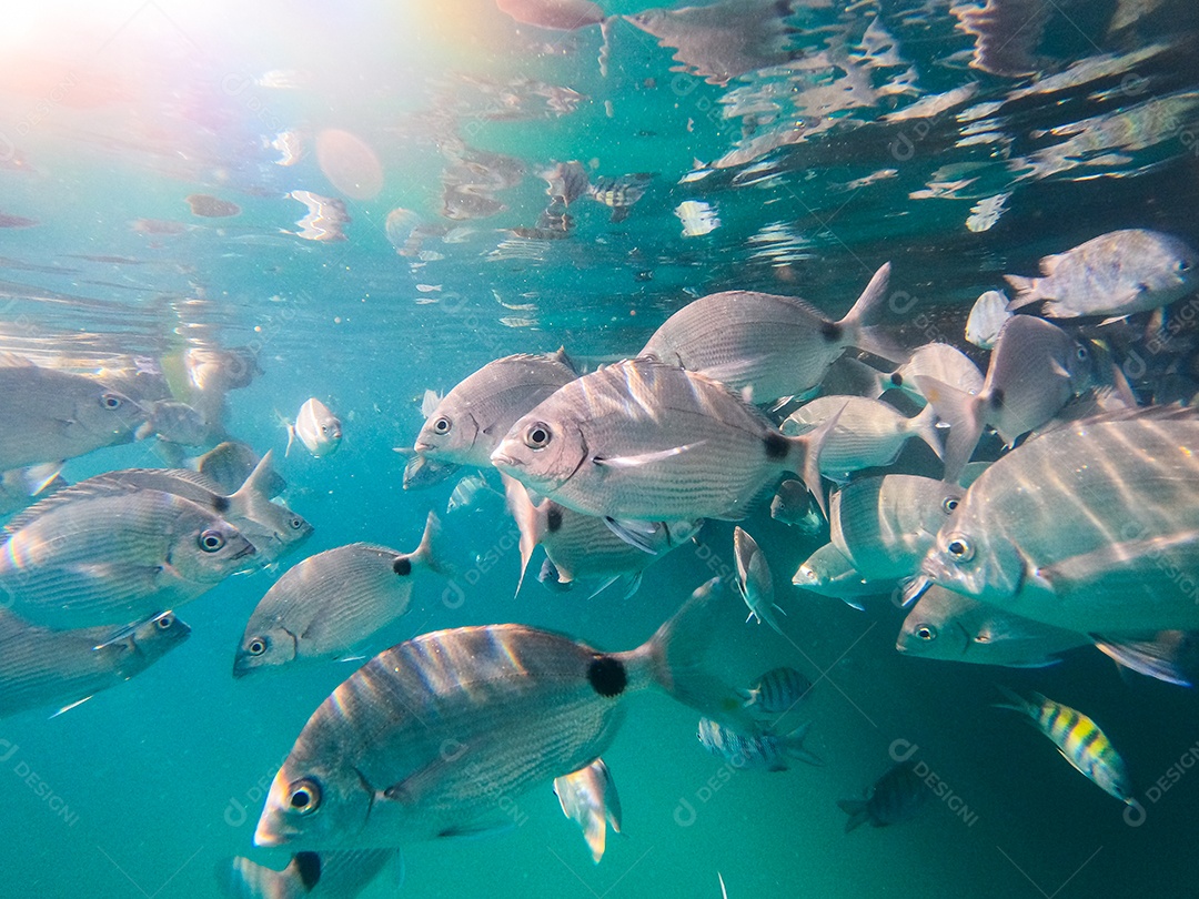 pescar na lagoa azul da Ilha Grande em Angra dos Reis no Rio de Janeiro.