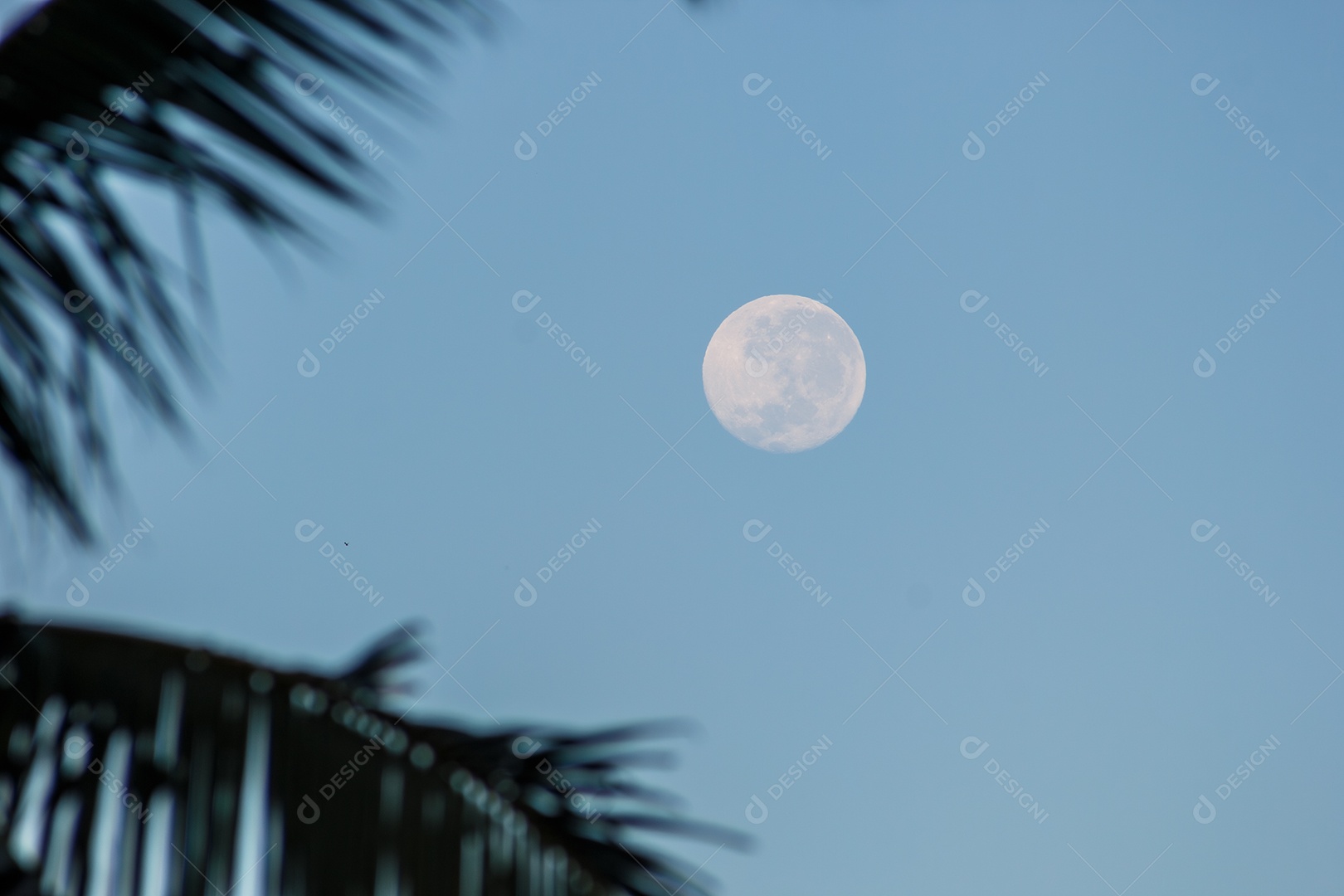 Lua cheia entre as folhas de palmeira pela manhã no Rio de Janeiro Brasil.