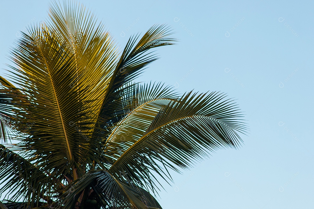 Folhas de palmeira com um lindo céu azul ao fundo no Rio de Janeiro Brasil.