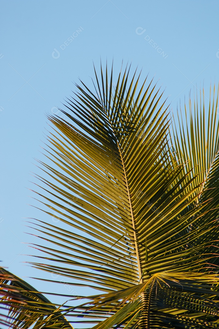 Folhas de palmeira com um lindo céu azul ao fundo no Rio de Janeiro Brasil.