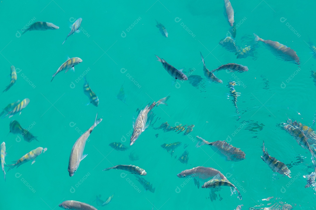 pescar na lagoa azul da Ilha Grande em Angra dos Reis no Rio de Janeiro