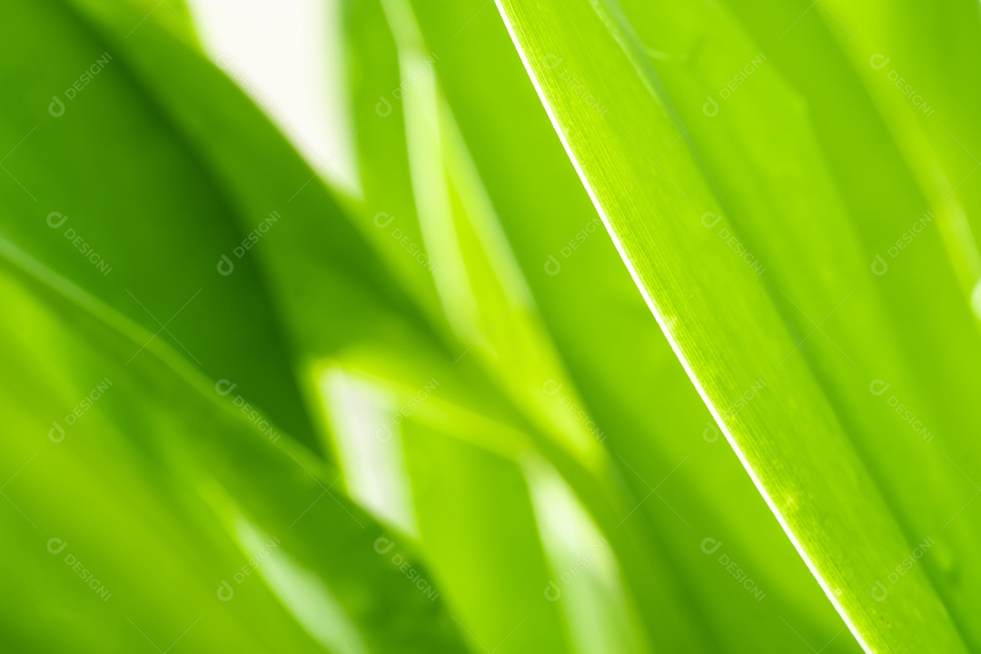 Vista da natureza da folha verde sobre fundo verde turvo no jardim