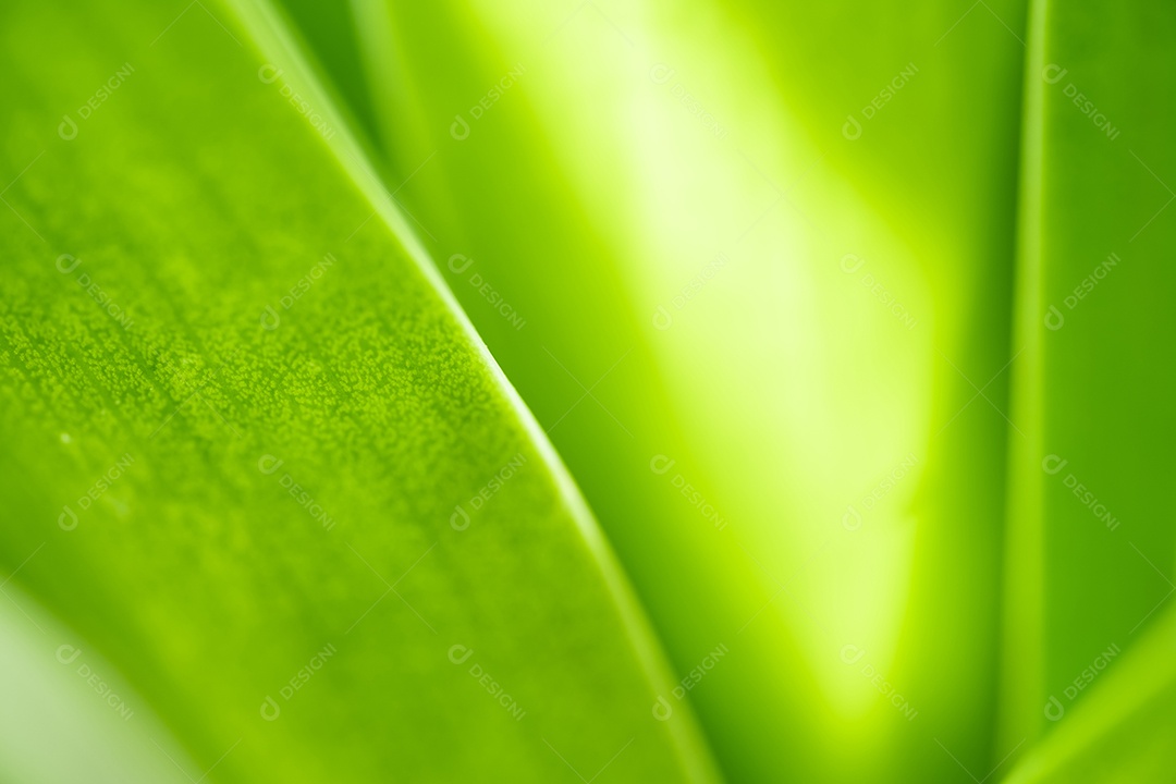 Vista da natureza da folha verde sobre fundo verde turvo no jardim