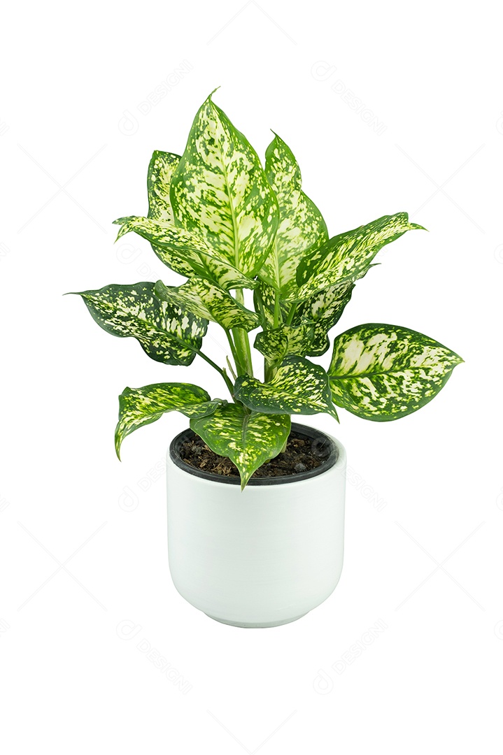 Folhagem de Aglaonema em vaso branco