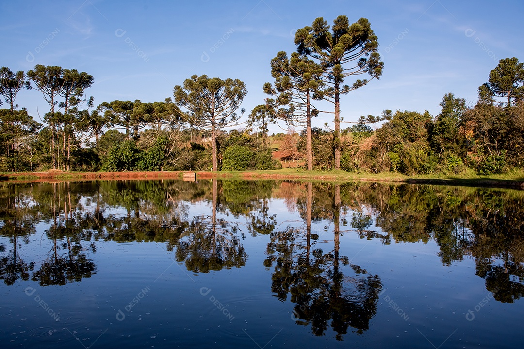 Belo lago azul com árvores refletindo na água, araucárias ao fundo, floresta brasileira