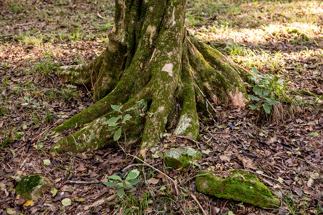 Raízes de árvores brasileiras nativas na floresta