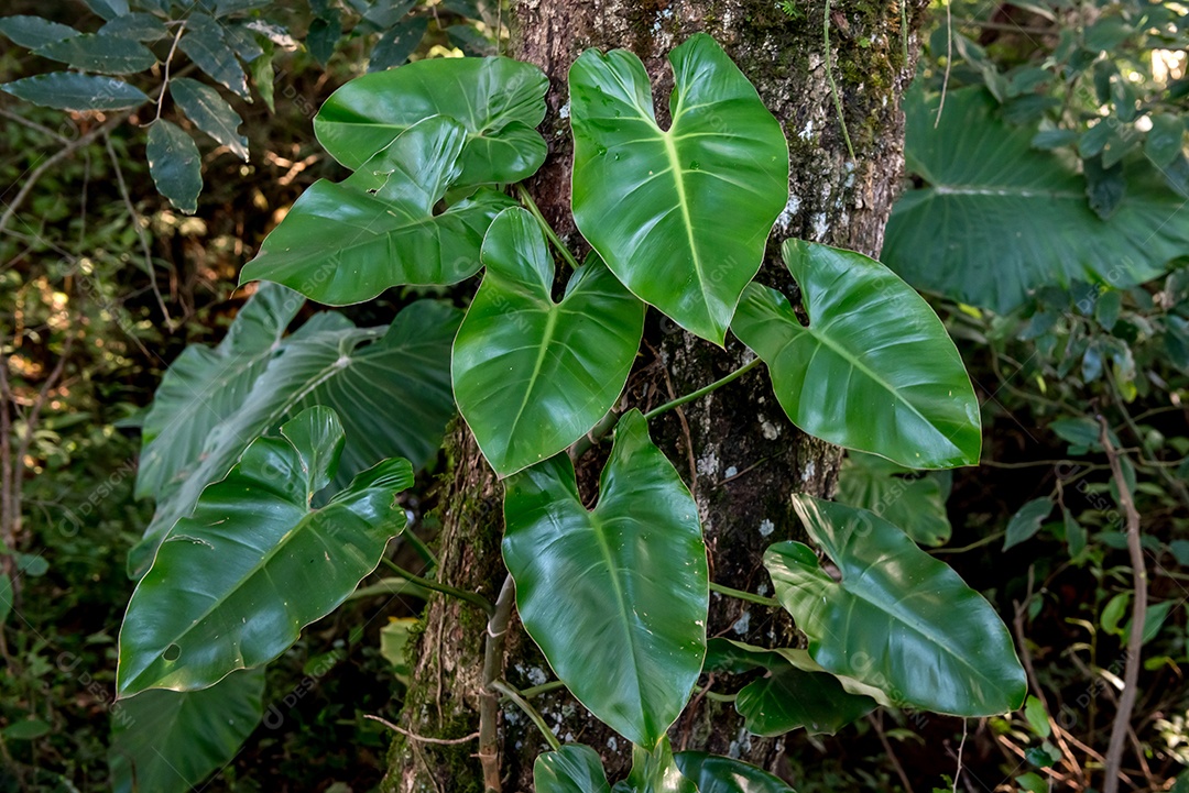 Philodendron Planta nativa do Brasil fixada em uma árvore