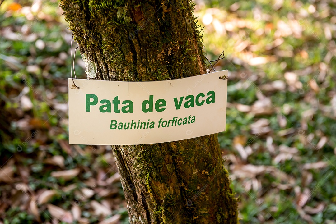 Placa de árvore com seu nome popular e científico, planta nativa da Mata Atlântica do Brasil. Tradução: orquídea brasileira