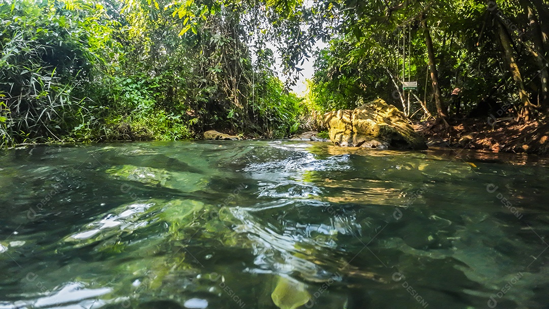 Córrego de superfície de água e floresta