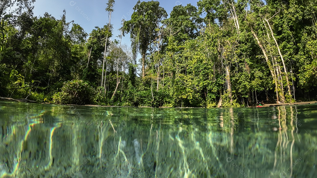Córrego de superfície de água e floresta