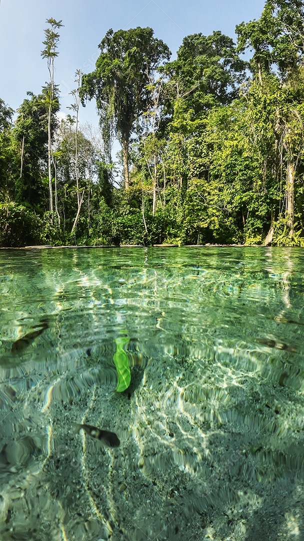 Córrego de superfície de água e floresta